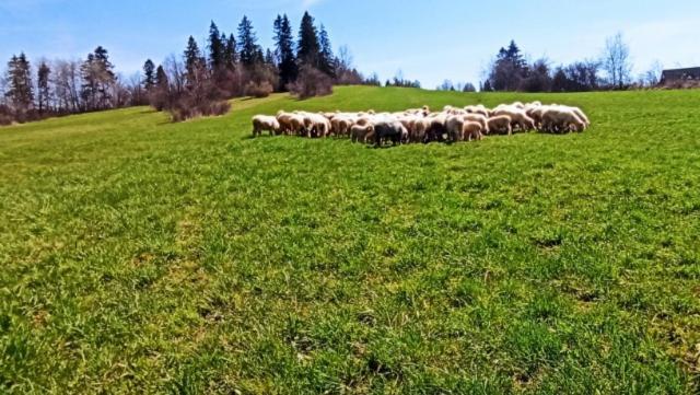 Villa Jagodovo Biały Dunajec Eksteriør billede